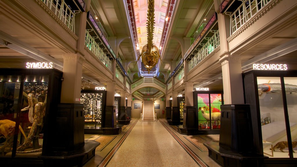 Manchester Museum mostrando vistas interiores