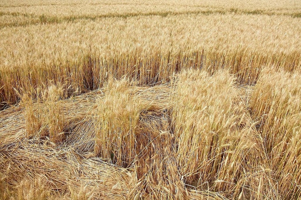 Una distesa di fieno in Svizzera - By Kecko from Northeast corner of, Switzerland - Swiss Crop Circle Detail, CC BY 2.0, https://commons.wikimedia.org/w/index.php?curid=45590710