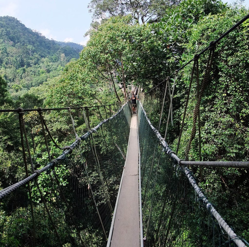 Passeggiata su canopia - di By RoB - Own work, CC BY-SA 3.0, https://commons.wikimedia.org/w/index.php?curid=7861755