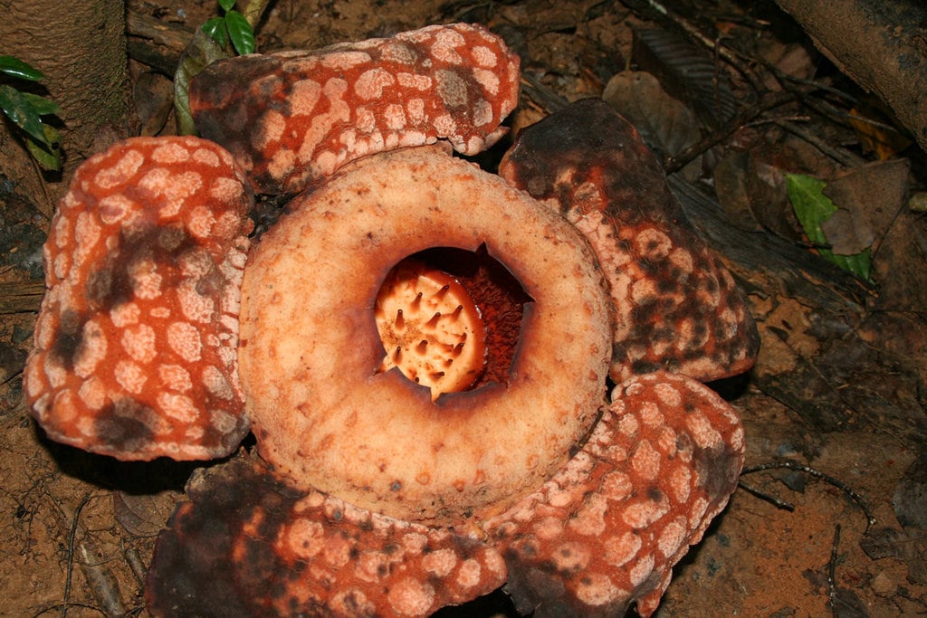 Rafflesia - Credit: Francesca Spanò