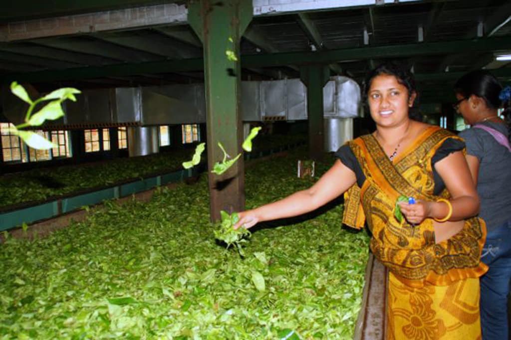 Tea Factory a Kandy - Photo Credit: Francesca Spanò