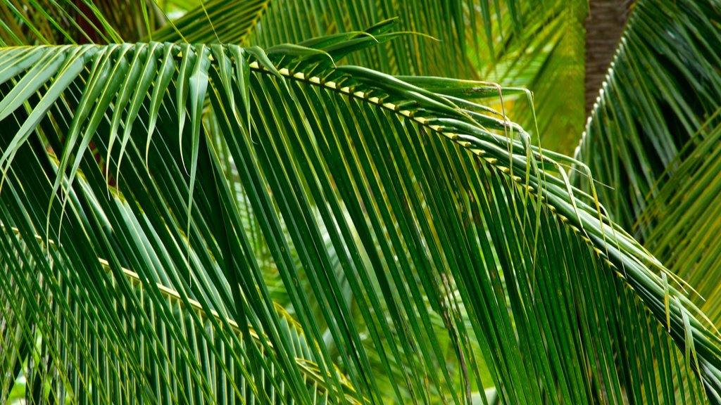 Pulau Ubin que incluye selva y escenas tropicales