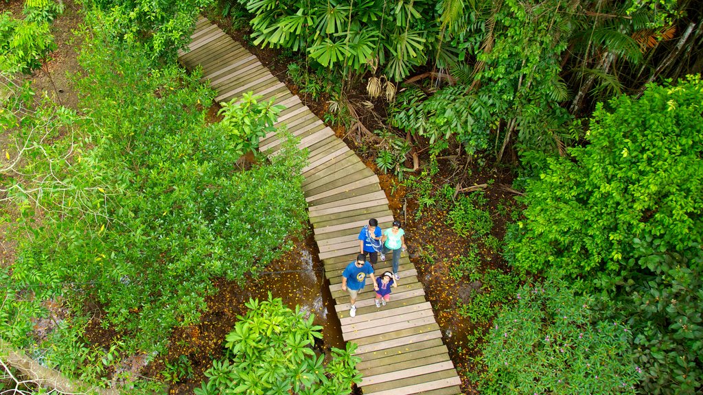 Pulau Ubin which includes rainforest, tropical scenes and hiking or walking