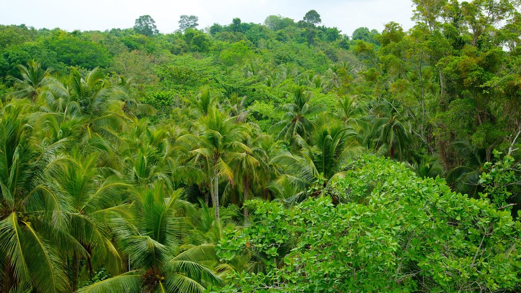 Pulau Ubin showing rainforest