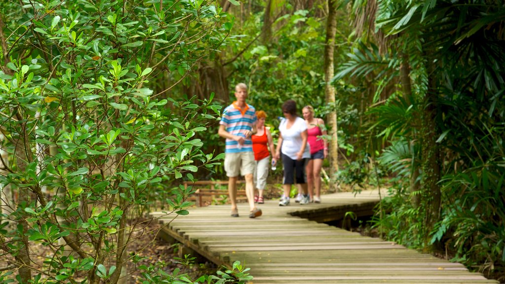 Pulau Ubin caracterizando escalada ou caminhada e florestas assim como um pequeno grupo de pessoas