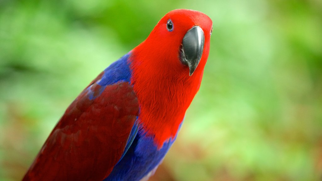 Sentosa ofreciendo aves, animales de zoológico y paseos