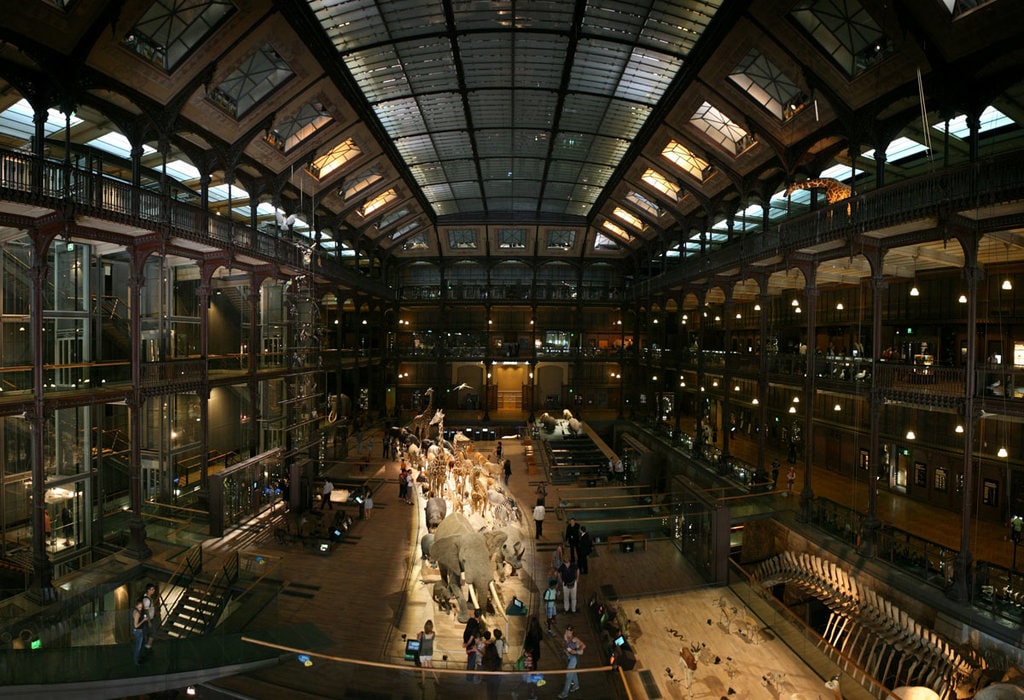 La grande galleria dell'evoluzione presso il Museo Nazionale di Storia Naturale di Parigi. By Roï Boshi (Own work)  , via Wikimedia Commons