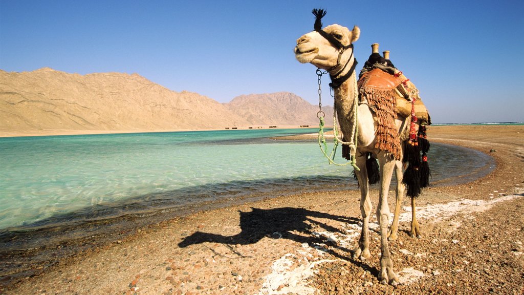 El Cairo que incluye animales terrestres y vista al desierto