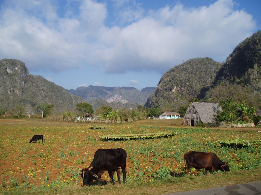 Bestiame a Viñales, Cuba. Photo Credit: Duncan Thompson