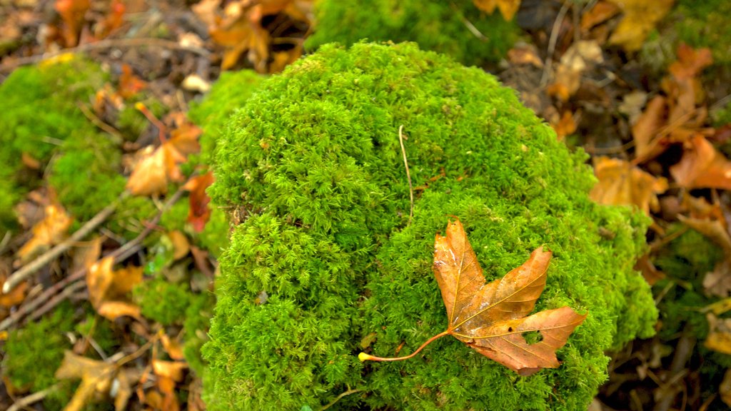 Killarney showing fall colors