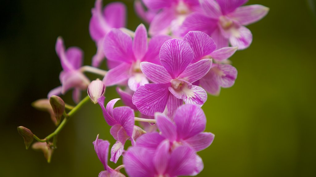 Jardim Botânico de Cingapura caracterizando flores, flores silvestres e um parque