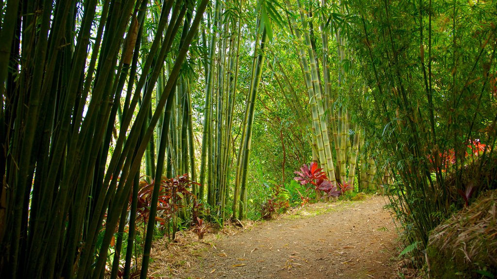 Isla de Maui ofreciendo un parque, vistas de paisajes y flores silvestres