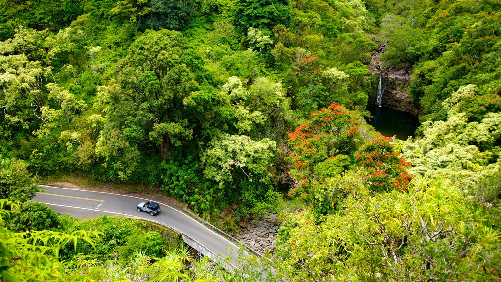 Maui Island featuring forest scenes, wild flowers and a garden