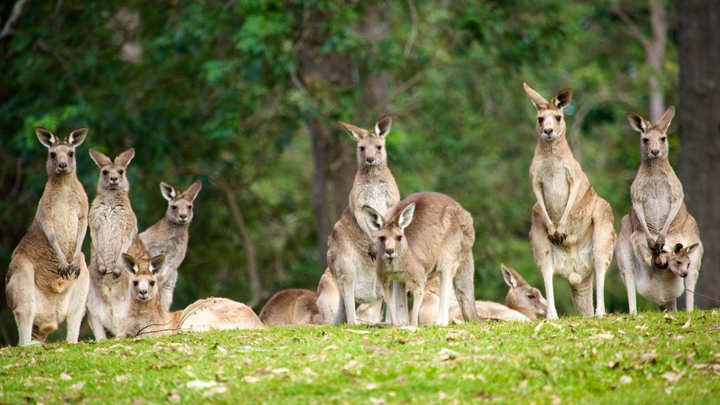 Lone Pine Koala Sanctuary ofreciendo animales de zoológico y animales terrestres