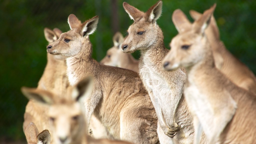 Lone Pine Koala Sanctuary mostrando animais de zoológico e animais terrestres