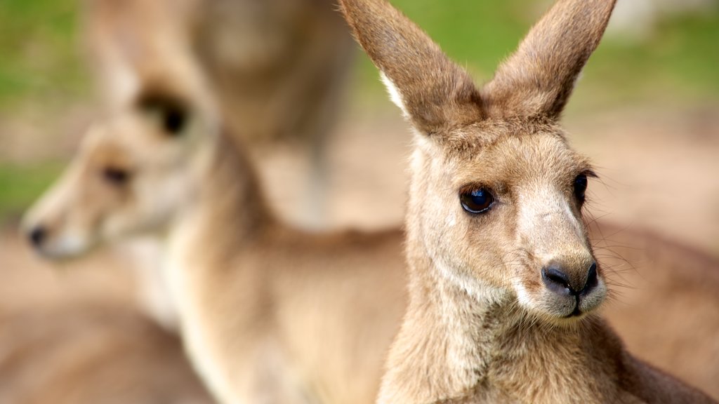 Lone Pine Koala Sanctuary que inclui animais de zoológico