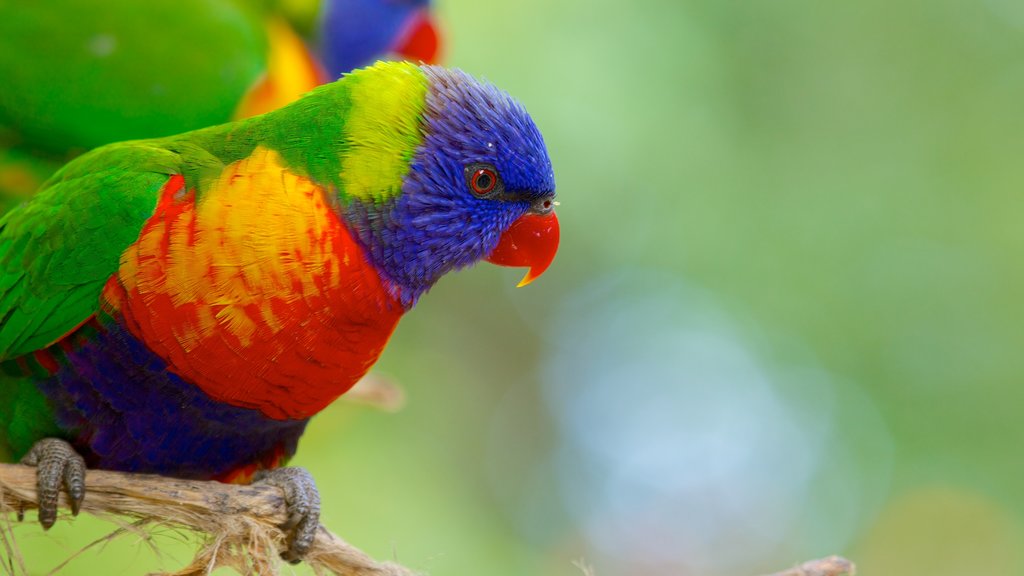 Lone Pine Koala Sanctuary showing bird life and zoo animals