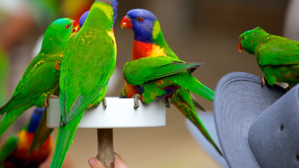 Lone Pine Koala Sanctuary showing zoo animals and bird life