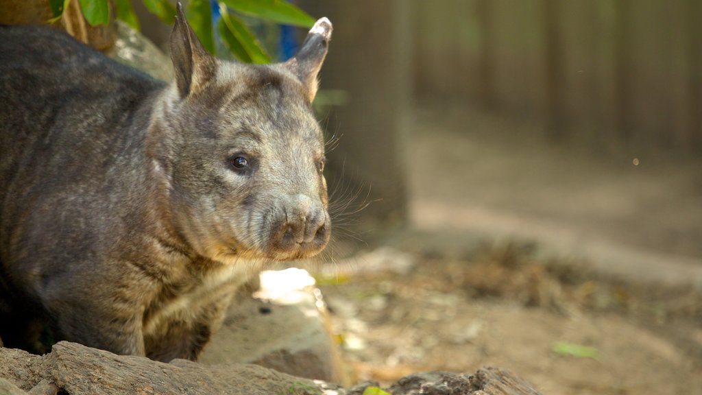 Lone Pine Koala Sanctuary mostrando animais de zoológico