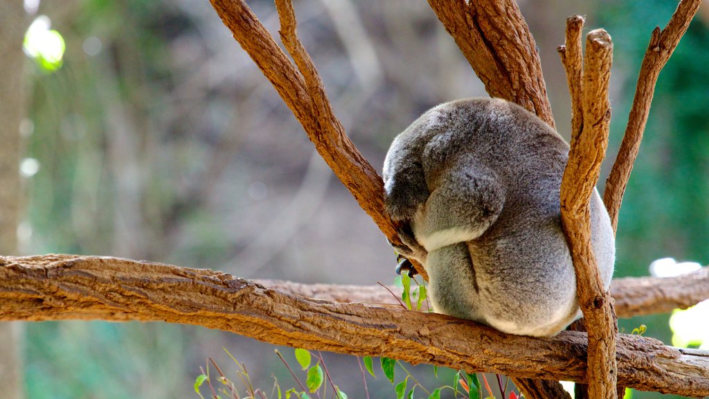 Lone Pine Koala Sanctuary which includes cuddly or friendly animals