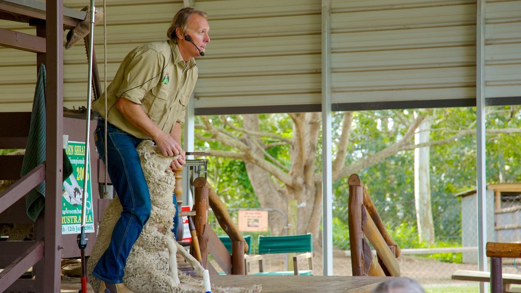 Lone Pine Koala Sanctuary que incluye granja y animales de zoológico y también un hombre