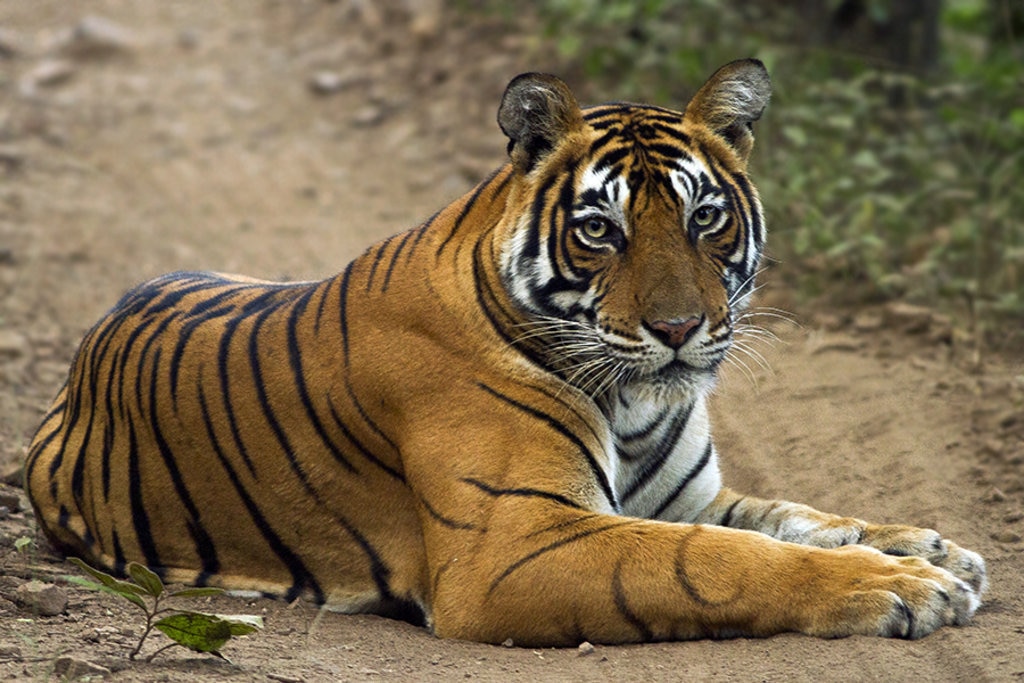 Una tigre a Ranthanbore, Sawai Madhopur, Rajasthan, India - By Dibyendu Ash - CC BY-SA 3.0, https://commons.wikimedia.org/w/index.php?curid=36164997