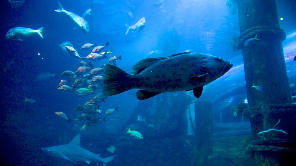 Melbourne Aquarium featuring marine life and interior views