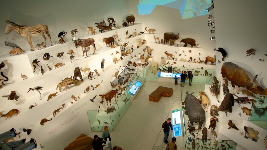 Melbourne Museum showing interior views