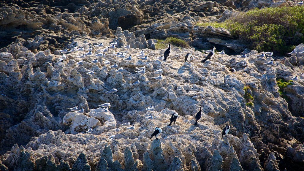 Rottnest Island mostrando cenas tranquilas, paisagens da ilha e vida das aves