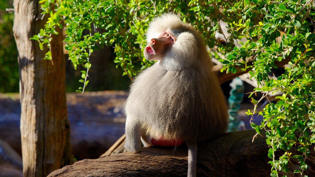 Perth Zoo showing zoo animals