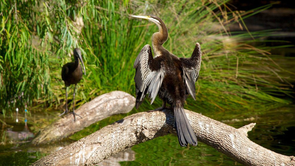 Perth Zoo ofreciendo animales del zoológico y vida de las aves