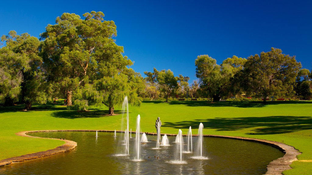 Kings Park and Botanic Garden showing a fountain and a park