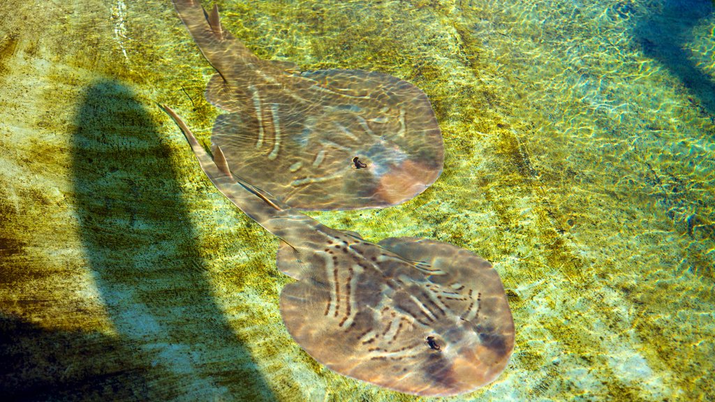 Acuario de Australia Occidental mostrando vida marina