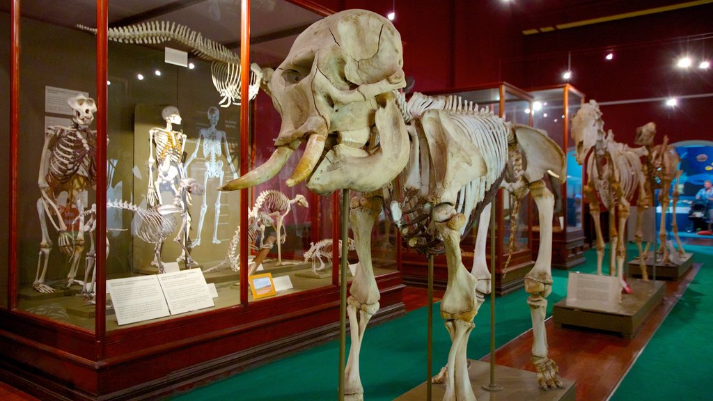 Western Australian Museum featuring interior views