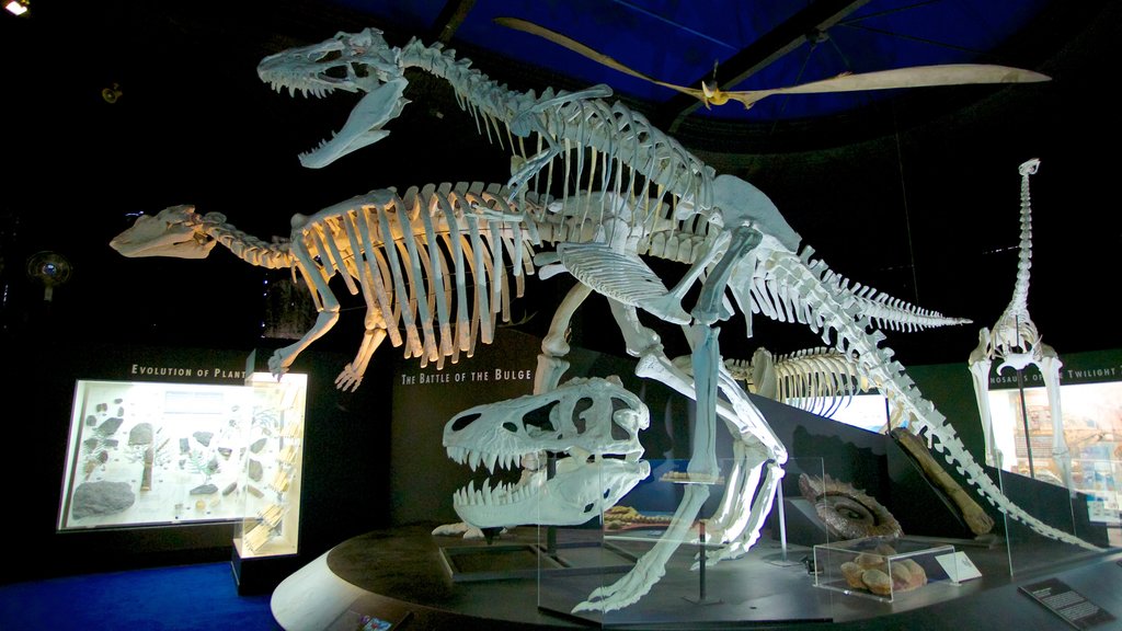 Western Australian Museum which includes interior views