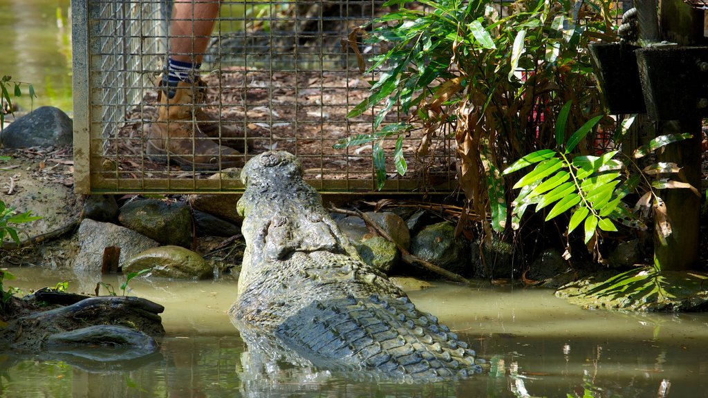 Hartley\'s Crocodile Adventures featuring rides, dangerous animals and zoo animals