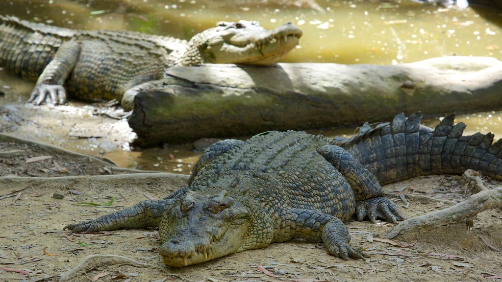 Hartley\'s Crocodile Adventures caracterizando passeios, animais perigosos e animais de zoológico