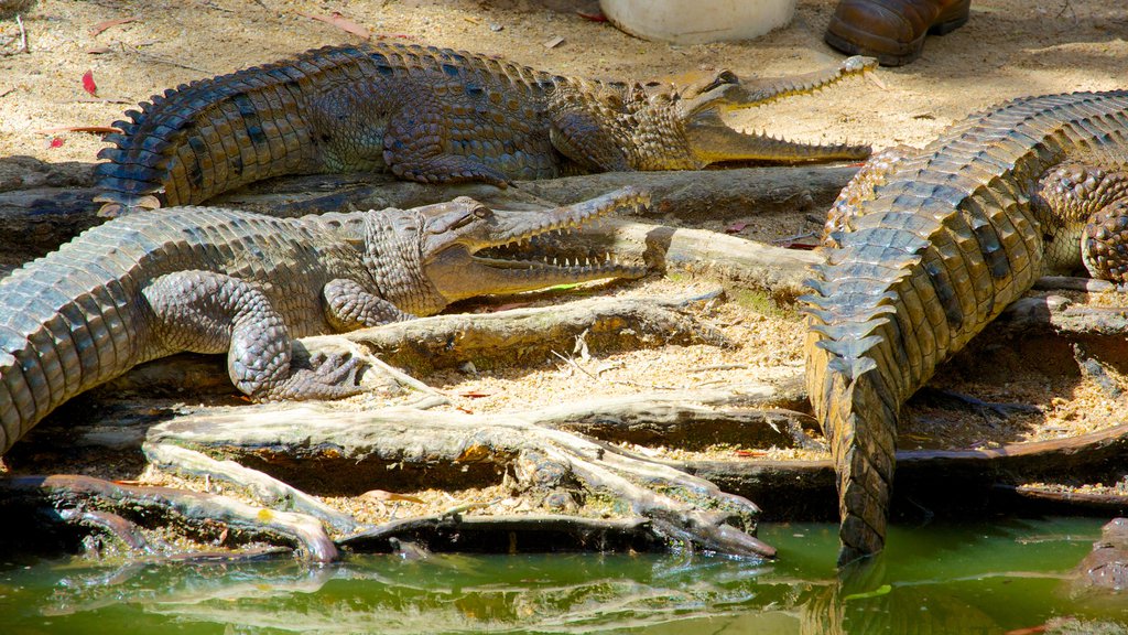 Hartley\'s Crocodile Adventures mostrando animais terrestres, passeios e animais de zoológico