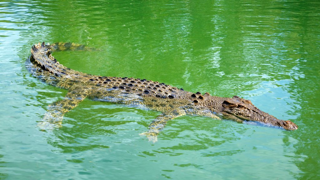 Hartley\'s Crocodile Adventures featuring zoo animals, rides and dangerous animals