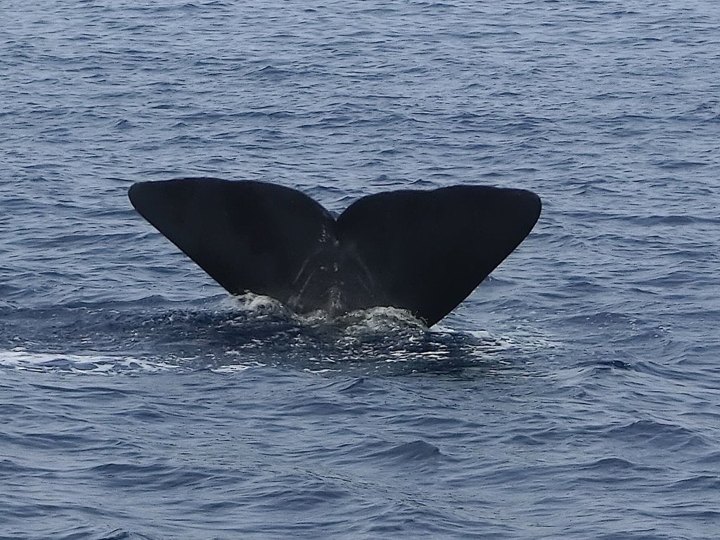 Coda di capodoglio in immersione nel Santuario dei Cetacei del Mediterraneo, by Jose Antonio - Own work, CC BY-SA 2.0, https://commons.wikimedia.org/w/index.php?curid=46380980