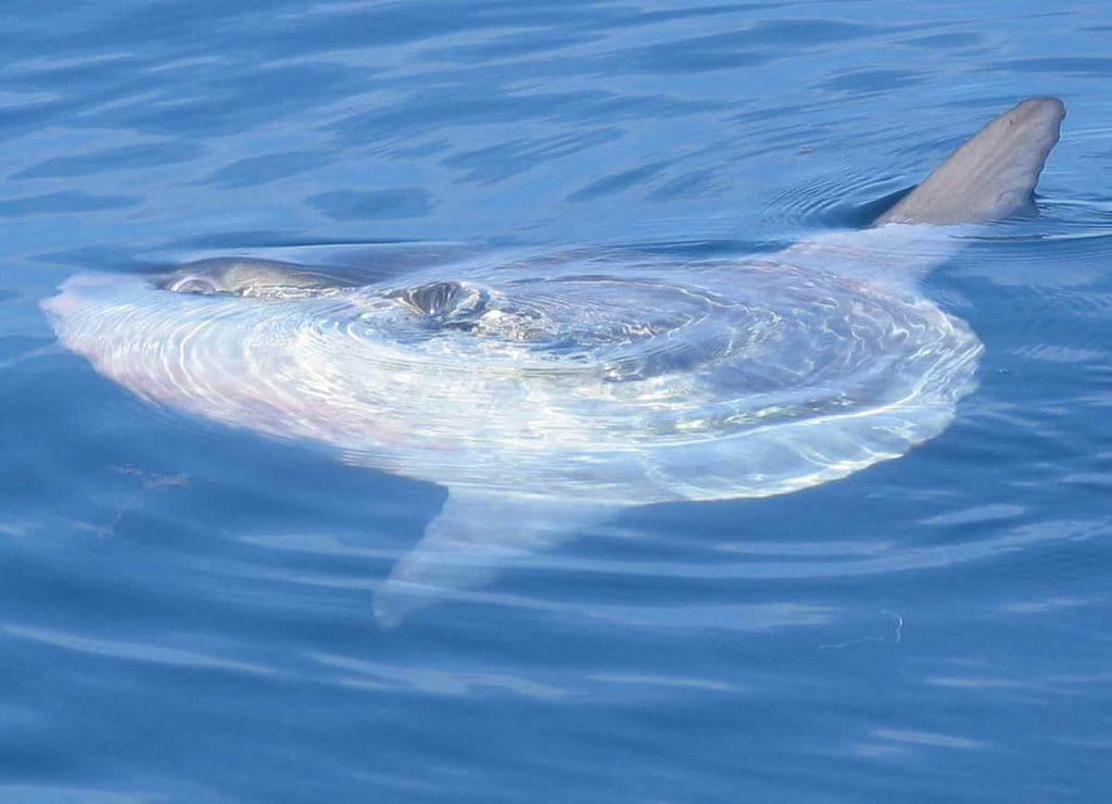 Un pesce luna a pelo d'acqua, https://commons.wikimedia.org/w/index.php?curid=762860