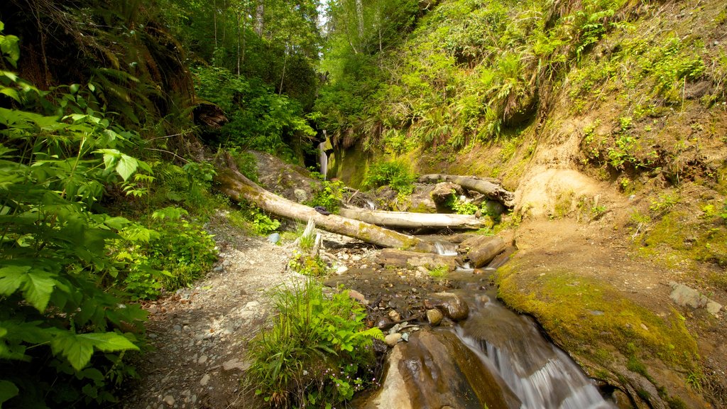 Victoria que incluye un jardín, un barranco o cañón y escenas forestales