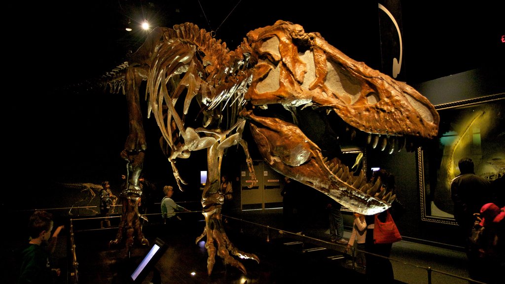 Royal Tyrrell Museum som viser interiør