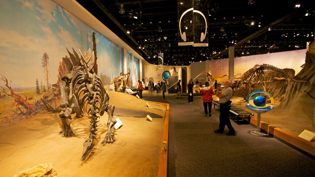 Royal Tyrrell Museum featuring interior views