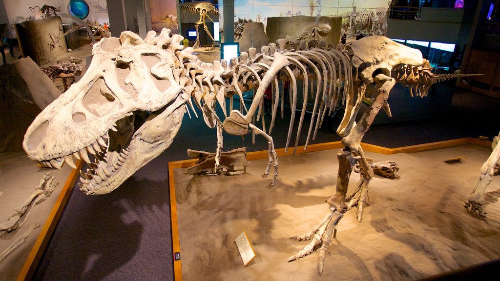 Royal Tyrrell Museum featuring interior views