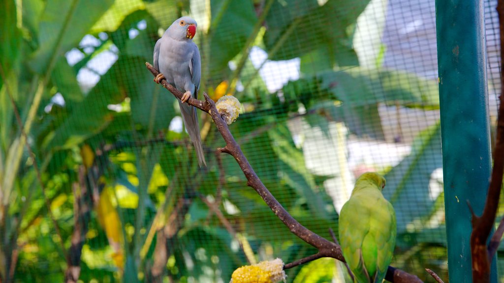 Kuala Lumpur Bird Park which includes bird life and zoo animals