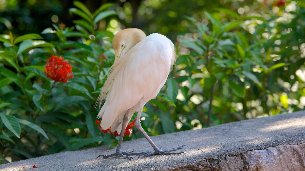 Kuala Lumpur Bird Park featuring bird life and zoo animals