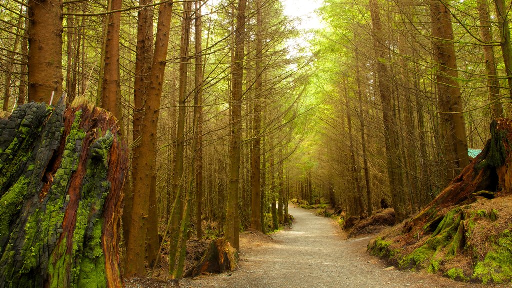 Victoria que incluye bosques, escenas tranquilas y un parque