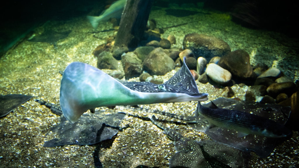 Acuario SEA LIFE Blackpool que incluye vida marina