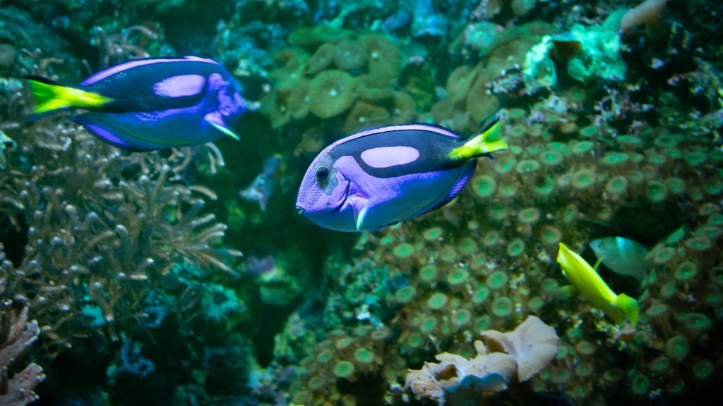 SEA LIFE Blackpool showing marine life